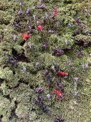 Agriosphodrus dohrni