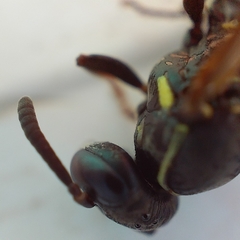 Mischocyttarus mexicanus