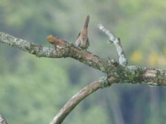 Phacellodomus rufifrons