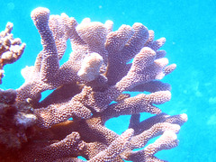 Pocillopora grandis