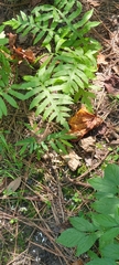 Woodwardia areolata