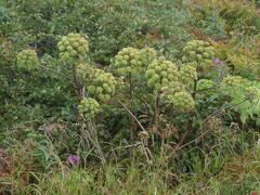 Angelica