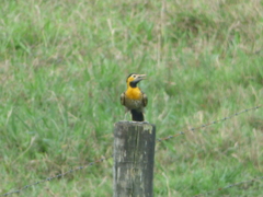 Colaptes campestris campestris