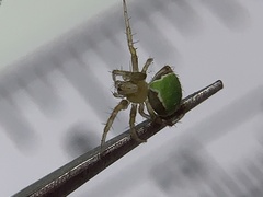 Araneus detrimentosus