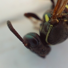 Mischocyttarus mexicanus