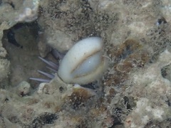Monetaria obvelata
