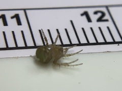 Araneus detrimentosus