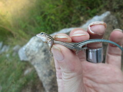 Aspidoscelis sexlineatus