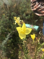 Oenothera rhombipetala