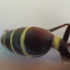 Mischocyttarus mexicanus