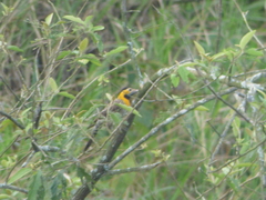 Colaptes campestris campestris