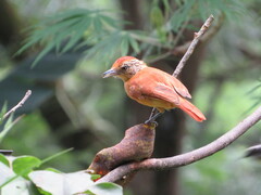 Thamnophilus doliatus