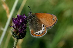 Coenonympha gardetta