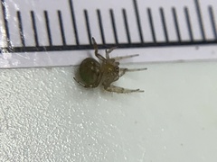 Araneus detrimentosus
