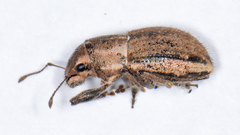 Naupactus peregrinus