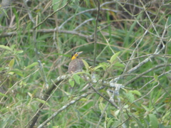 Colaptes campestris campestris