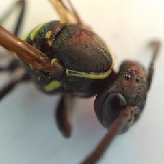 Mischocyttarus mexicanus