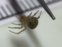 Araneus detrimentosus
