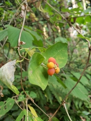 Lonicera ciliosa