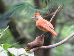 Thamnophilus doliatus