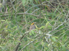 Colaptes campestris campestris