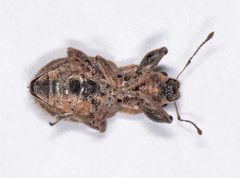 Naupactus peregrinus