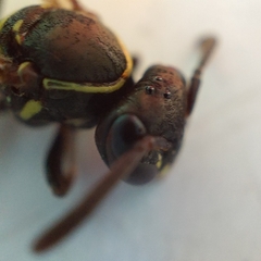 Mischocyttarus mexicanus