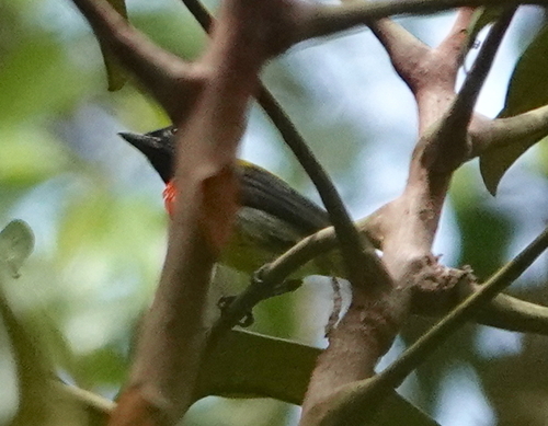 Scarlet-breasted Flowerpecker (Prionochilus thoracicus)