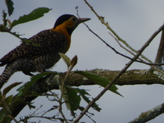Colaptes campestris campestris