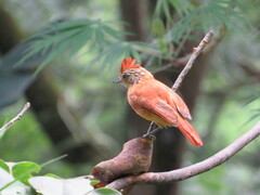 Thamnophilus doliatus