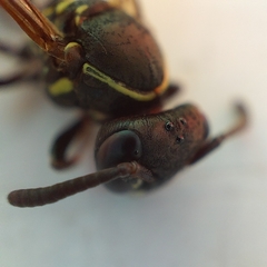 Mischocyttarus mexicanus