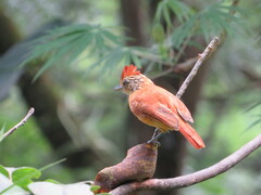 Thamnophilus doliatus