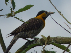Colaptes campestris campestris