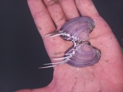 Hysteroconcha lupanaria