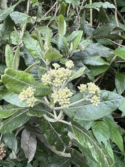 Ageratina asclepiadea