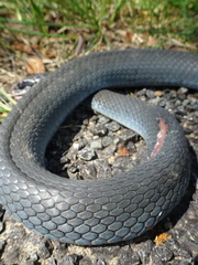Coluber constrictor foxii