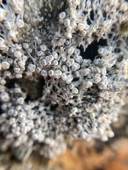 Pertusaria
