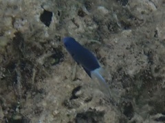 Pycnochromis margaritifer