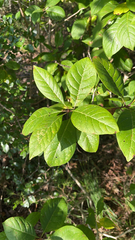 Chionanthus virginicus