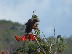 Buteogallus meridionalis