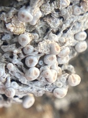 Pertusaria