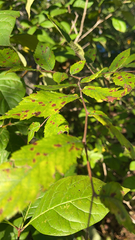 Ulmus alata