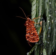 Callopistria granitosa