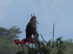 Buteogallus meridionalis