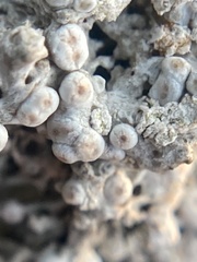 Pertusaria