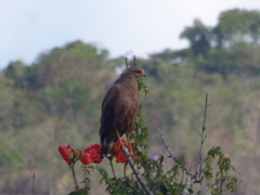 Buteogallus meridionalis