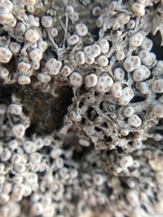 Pertusaria