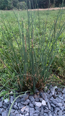 Juncus patens