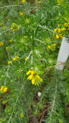 Genista linifolia