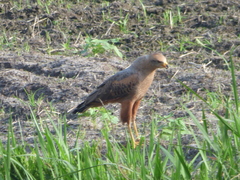 Buteogallus meridionalis